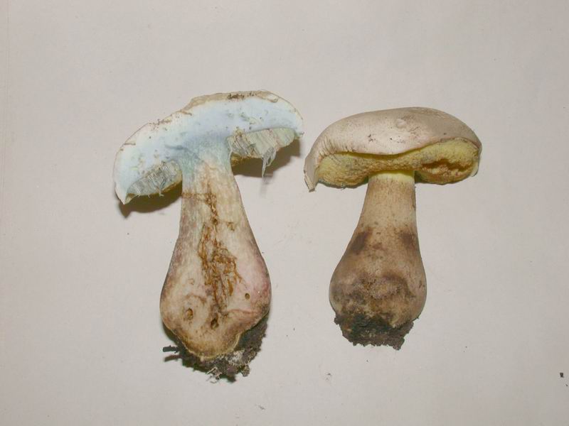 Boleto dal collare.....